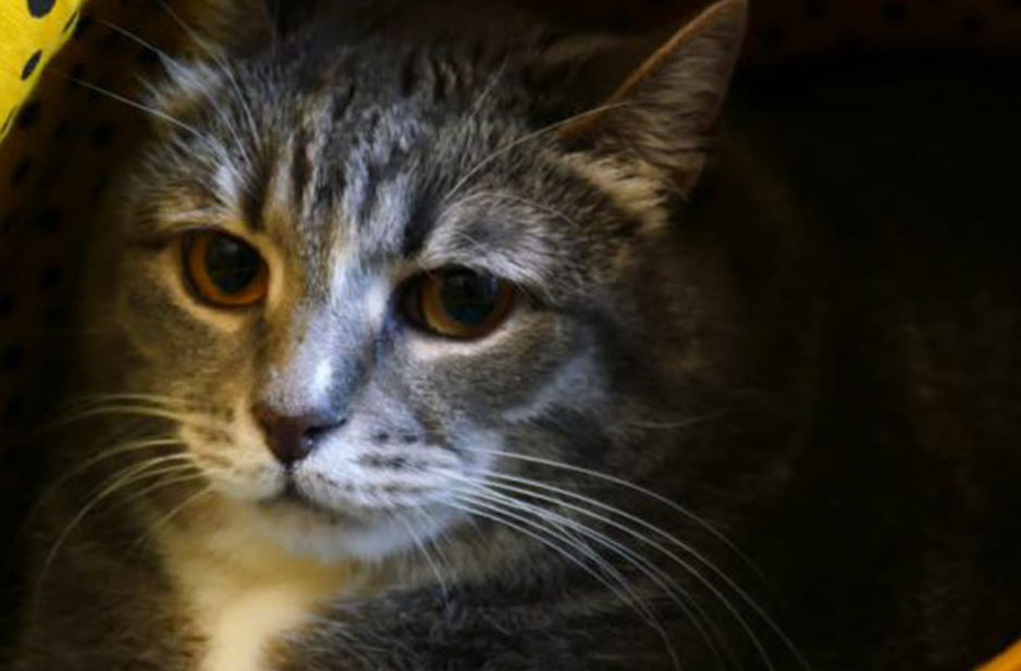 Don’t be a Scaredy Cat this Fireworks Night