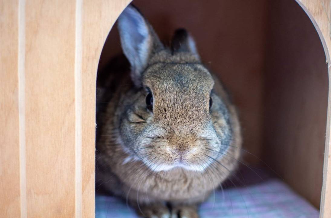 Lonely bunny Casanova spends 200 days in rescue with only one adoption enquiry